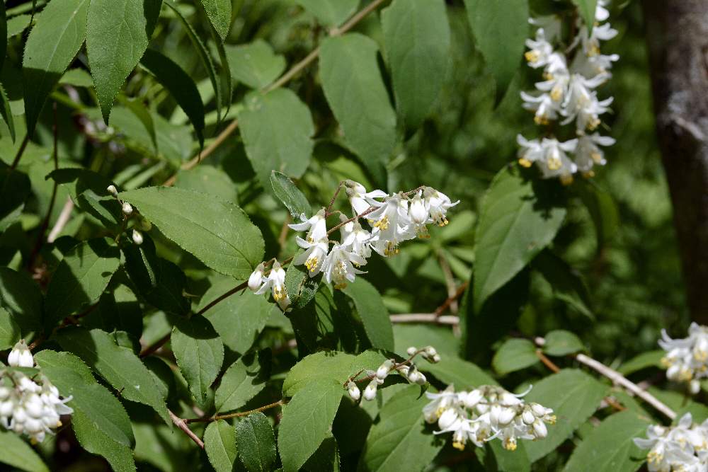 Bel fiore bianco su arbusto - Deutzia crenata